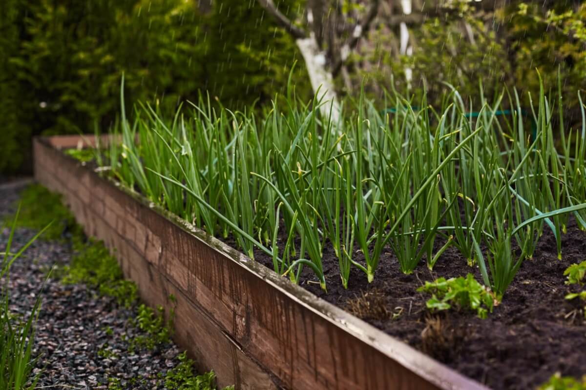 Gemüsegarten mit frischen Frühlingszwiebeln in einem Holzhochbeet, umgeben von grünem Laub und Kiesweg.