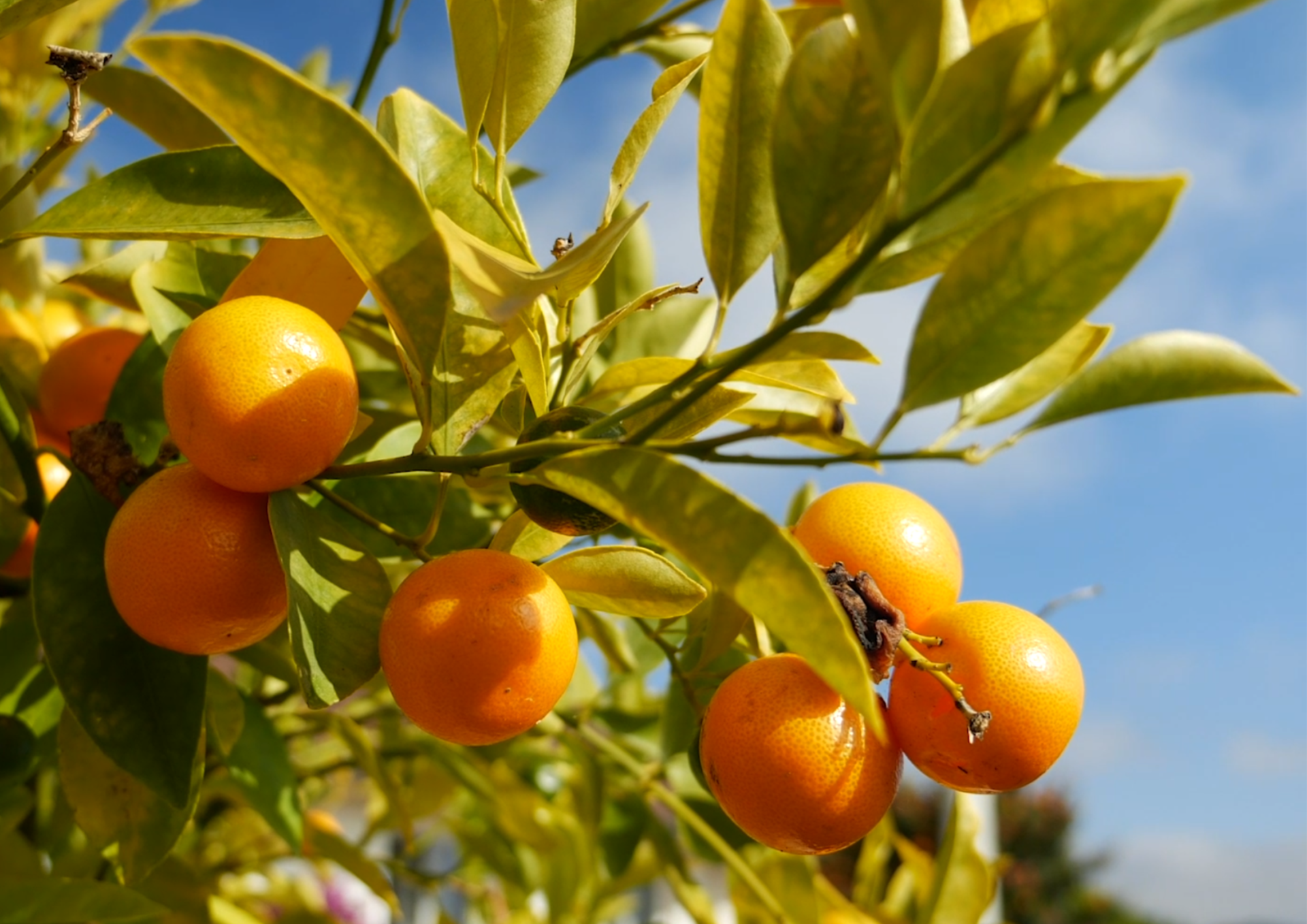 Treppenlift_außen_Orangen_Bodensee